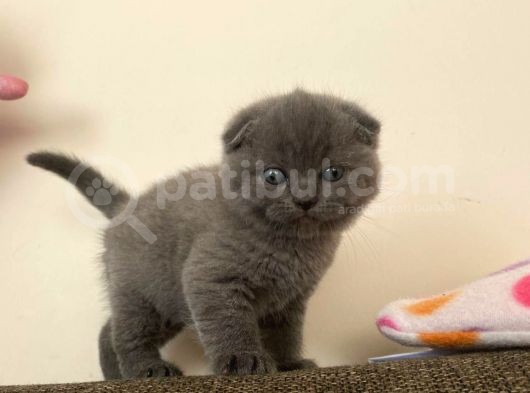 Brıtısh Shortair Ve Scottish Fold Yavrular görsel