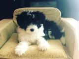 Morkie Cinsi Yavrular 