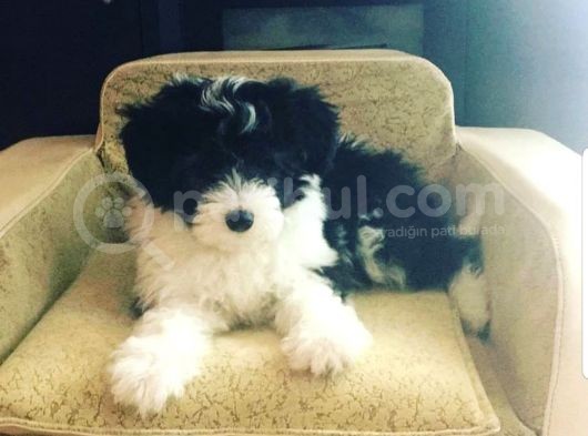 Morkie Cinsi Yavrular 