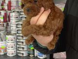 5 Tırnaklı 0 Numara Red Brown Toy Poodle