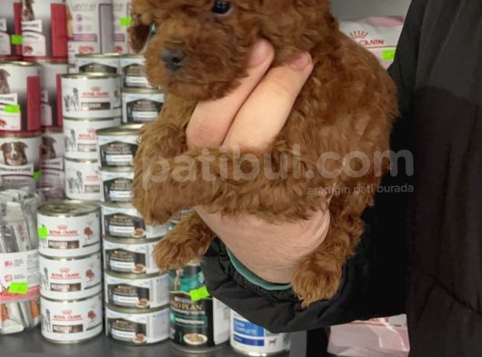 5 Tırnaklı 0 Numara Red Brown Toy Poodle görsel