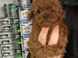 5 Tırnaklı 0 Numara Red Brown Toy Poodle