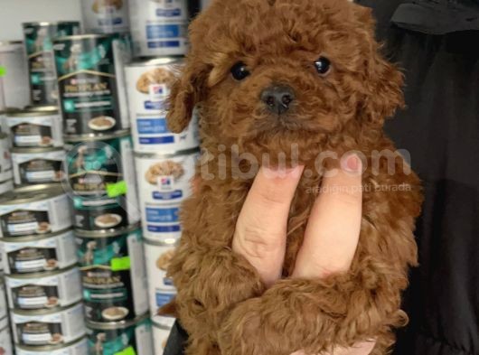 5 Tırnaklı 0 Numara Red Brown Toy Poodle görsel