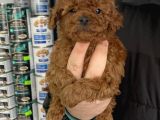 5 Tırnaklı 0 Numara Red Brown Toy Poodle