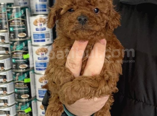 5 Tırnaklı 0 Numara Red Brown Toy Poodle