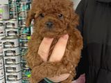 5 Tırnaklı 0 Numara Red Brown Toy Poodle