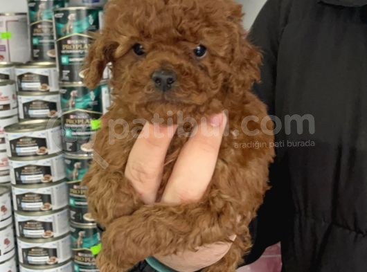 5 Tırnaklı 0 Numara Red Brown Toy Poodle görsel