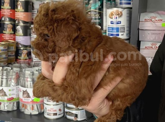 5 Tırnaklı 0 Numara Red Brown Toy Poodle görsel