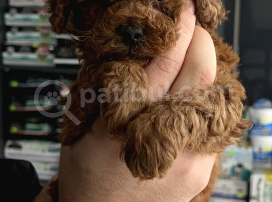 Teacup Red Brown Aşılı Ped Eğitimli