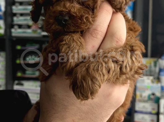 Teacup Red Brown Aşılı Ped Eğitimli görsel
