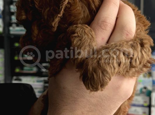 Teacup Red Brown Aşılı Ped Eğitimli görsel
