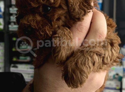 Teacup Red Brown Aşılı Ped Eğitimli görsel