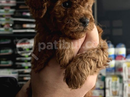 Teacup Red Brown Aşılı Ped Eğitimli görsel