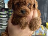 EV ÜRETİMİ UN UYGUNA MİCRO POODLE