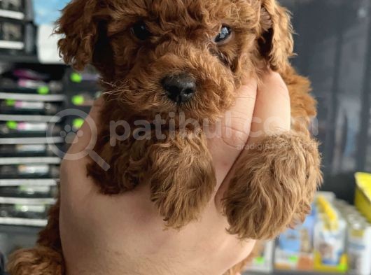 Ev Üreti̇mi̇ Un Uyguna Mi̇cro Poodle