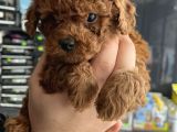 Ev Üreti̇mi̇ Un Uyguna Mi̇cro Poodle