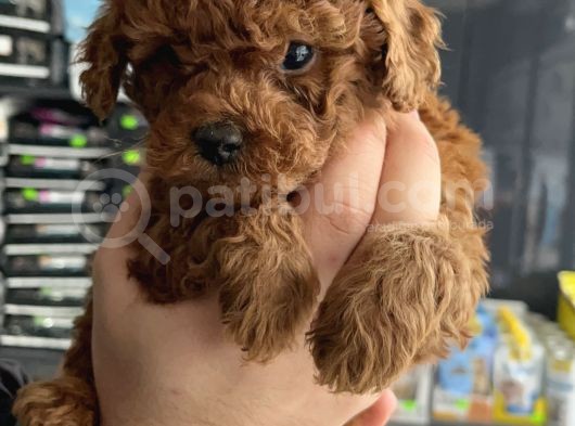 Ev Üreti̇mi̇ Un Uyguna Mi̇cro Poodle görsel
