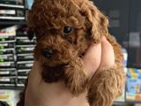 Ev Üreti̇mi̇ Un Uyguna Mi̇cro Poodle