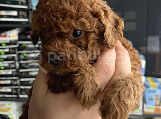 Ev Üreti̇mi̇ Un Uyguna Mi̇cro Poodle görsel