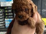 Ev Üreti̇mi̇ Un Uyguna Mi̇cro Poodle