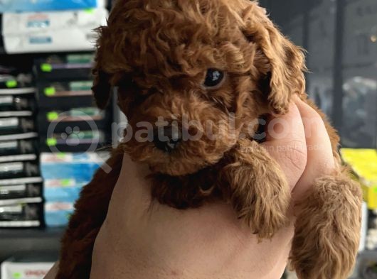 Ev Üreti̇mi̇ Un Uyguna Mi̇cro Poodle görsel