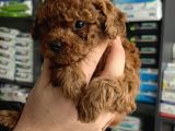 Ev Üreti̇mi̇ Un Uyguna Mi̇cro Poodle