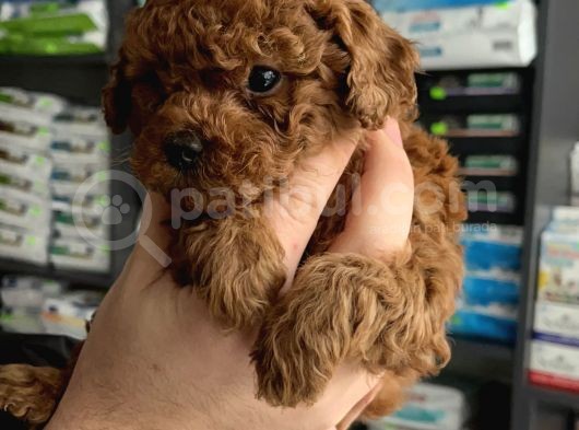 Ev Üreti̇mi̇ Un Uyguna Mi̇cro Poodle görsel