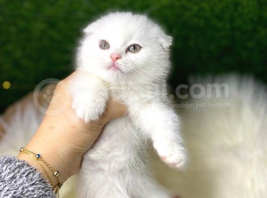 Brıtısh Shortair Ve Scottish Fold Yavrular görsel