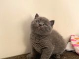 Brıtısh Shortair ve Scottish Fold yavrular