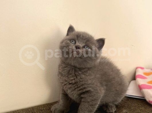 Brıtısh Shortair Ve Scottish Fold Yavrular