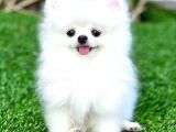 POMERRİAN BOO AYI SURATLI 
