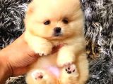 POMERRİAN BOO AYI SURATLI 