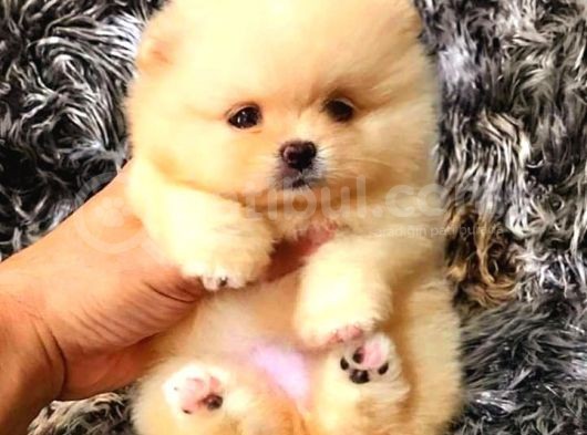 Pomerri̇an Boo Ayi Suratli 