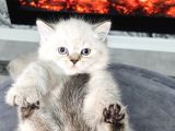 Aile Sıcaklığnda Büyüyen  British Shorthair Yvrlar