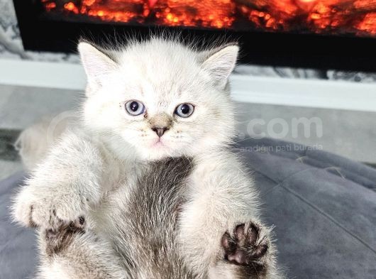 Aile Sıcaklığnda Büyüyen  British Shorthair Yvrlar görsel