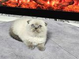 Aile Sıcaklığnda Büyüyen  Scottish Fold British Yvrlr