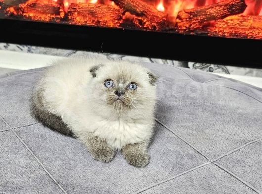 Aile Sıcaklığnda Büyüyen  Scottish Fold British Yvrlr görsel