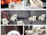 Aile Sıcaklığnda Büyüyen  Scottish Fold British Yvrlr