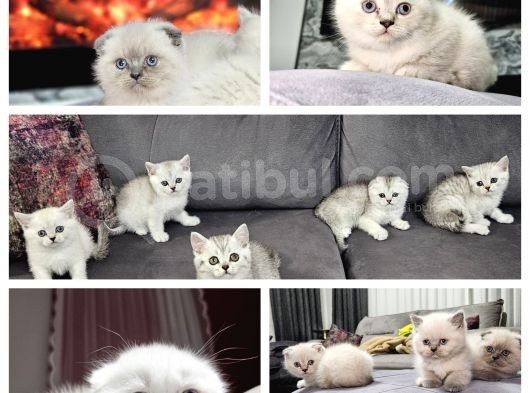 Aile Sıcaklığnda Büyüyen  Scottish Fold British Yvrlr görsel