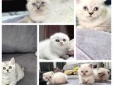 Aile sıcaklığnda büyüyen  scottish fold british yvrlr