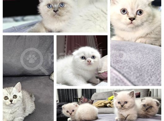 Aile Sıcaklığnda Büyüyen  Scottish Fold British Yvrlr