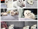 Aile Sıcaklığnda Büyüyen  Scottish Fold British Yvrlr