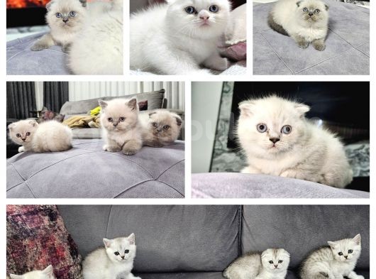 Aile Sıcaklığnda Büyüyen  Scottish Fold British Yvrlr görsel