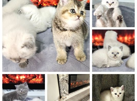 Aile Sıcaklığnda Büyüyen  British Shorthair Yvrlar görsel
