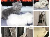 Aile sıcaklığnda büyüyen  british shorthair yvrlar