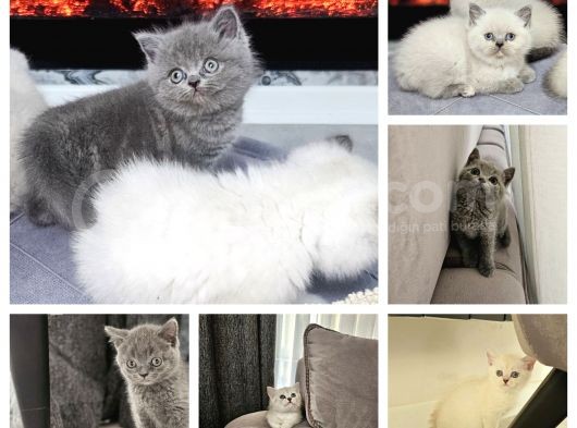 Aile Sıcaklığnda Büyüyen  British Shorthair Yvrlar