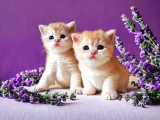 British shorthair golden dişi