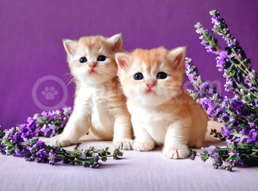 British Shorthair Golden Dişi