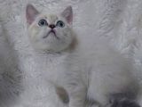 Safkan Bri̇tti̇sh Shorthai̇r Lynx Poi̇nt Yavru
