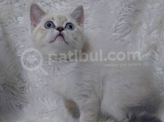 Safkan Bri̇tti̇sh Shorthai̇r Lynx Poi̇nt Yavru görsel
